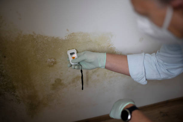 Best Attic Mold Removal  in Seal Beach, CA