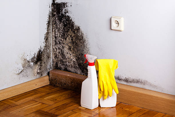 Trusted Seal Beach, CA Mold Removal Experts
