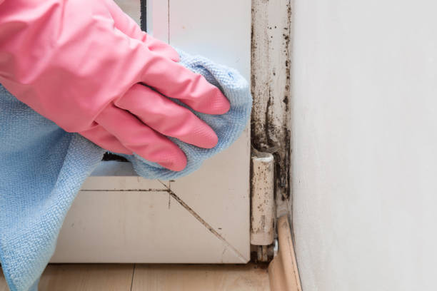 Best Commercial Mold Removal  in Seal Beach, CA