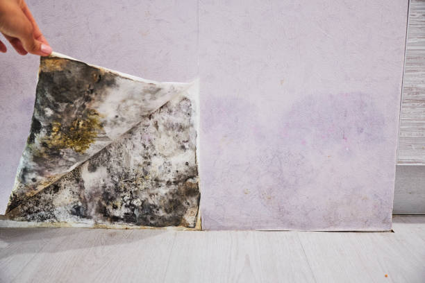 Best Mold Testing and Removal  in Seal Beach, CA